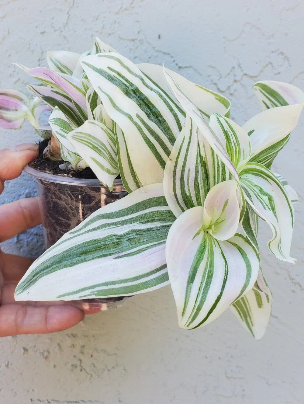 Tradescantia "FEELING DREAMY"  In 3.5" Planter AKA Tradescantia Unicorn - Picture 5 of 5